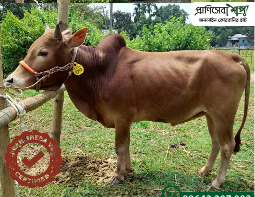 Bull QR ID- 004